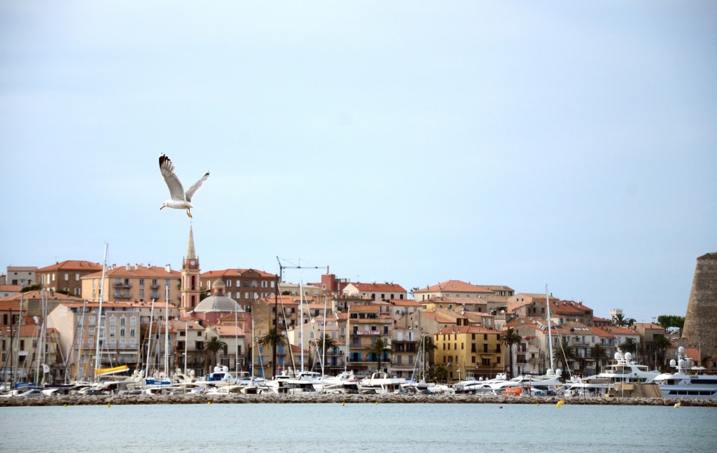 calvijuillet_mouette