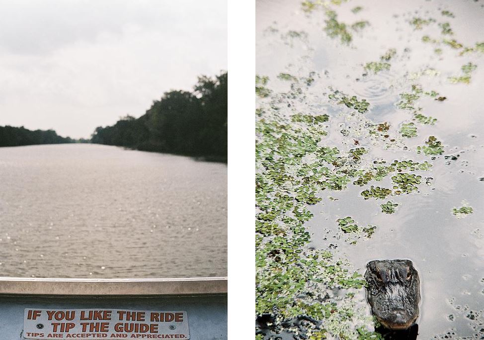 crocodile in florida gregoire saint martin photography