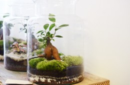 Green factory plantes paris boutique