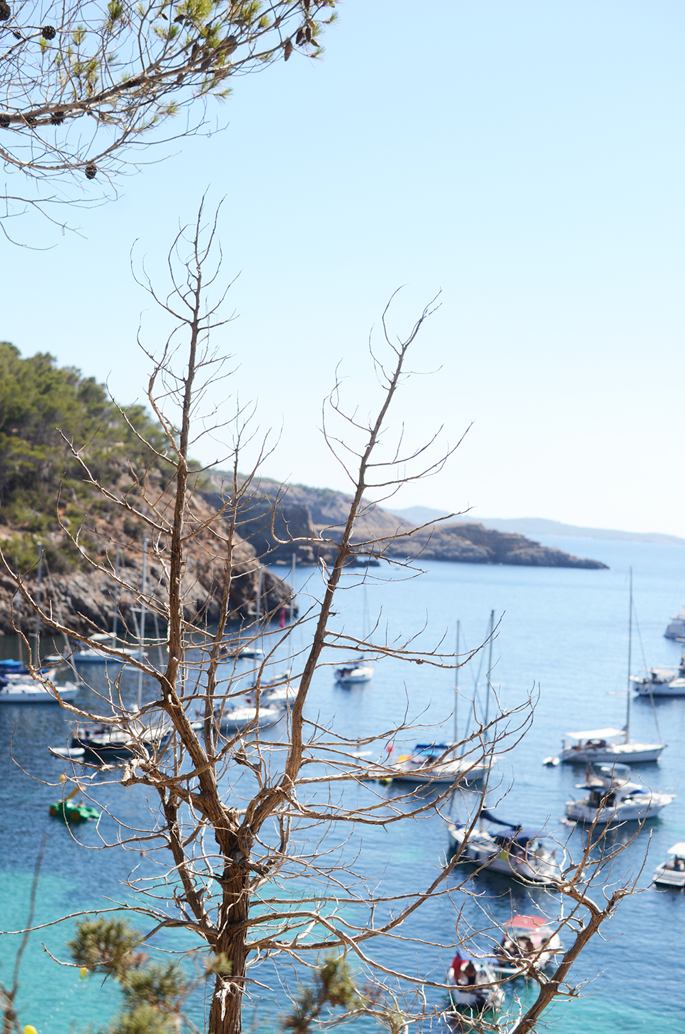 ibiza_arbre